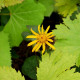 LIGULARIA dentata 'Desdemona'