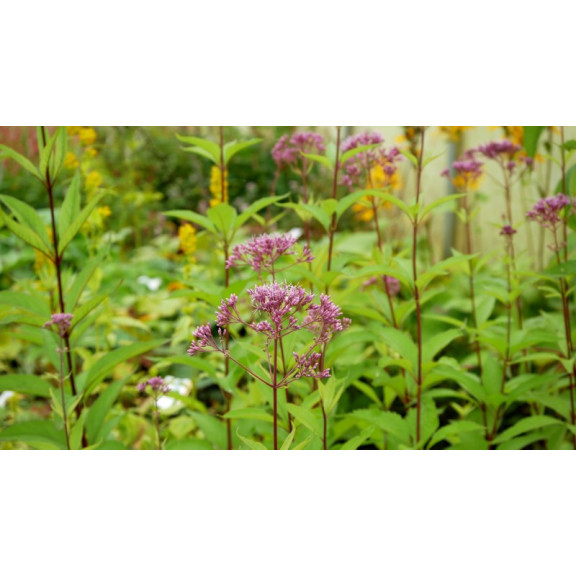 EUPATORIUM purpureum 'Phantom'