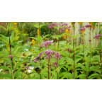 EUPATORIUM purpureum 'Phantom'