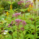 EUPATORIUM purpureum 'Phantom'