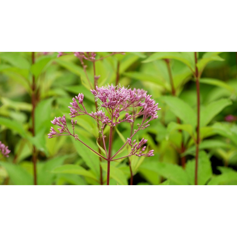 EUPATORIUM purpureum 'Phantom'