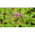 EUPATORIUM purpureum 'Phantom'