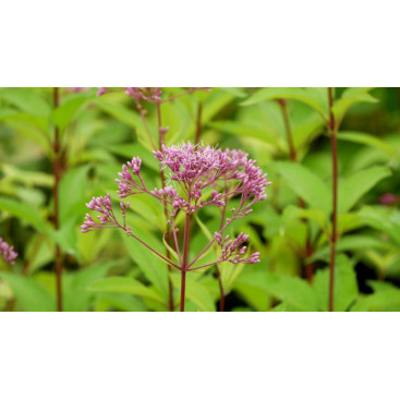 EUPATORIUM purpureum \'Phantom\'
