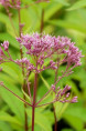 EUPATORIUM purpureum 'Phantom'