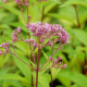 EUPATORIUM purpureum 'Phantom'