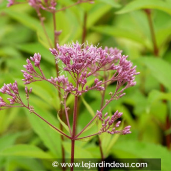 EUPATORIUM purpureum &#039;Phantom&#039;