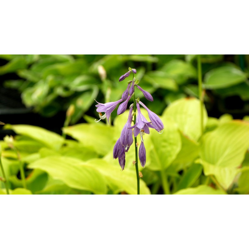 HOSTA 'Golden Tiara'