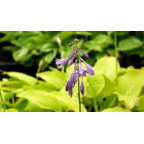 HOSTA 'Golden Tiara'