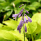 HOSTA 'Golden Tiara'