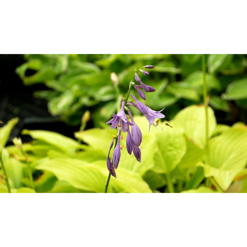 HOSTA 'Golden Tiara'