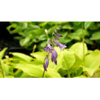 HOSTA 'Golden Tiara'