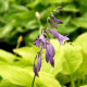 HOSTA 'Golden Tiara'