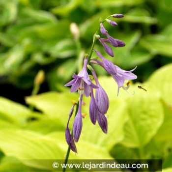 HOSTA &#039;Golden Tiara&#039;