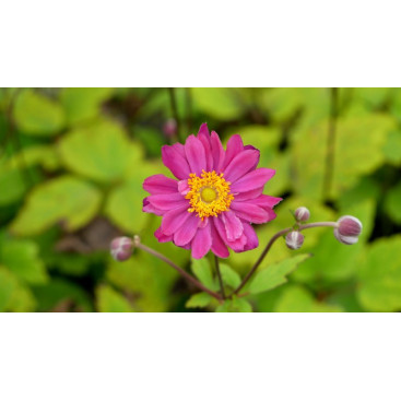 ANEMONE hupehensis \'Pamina\'