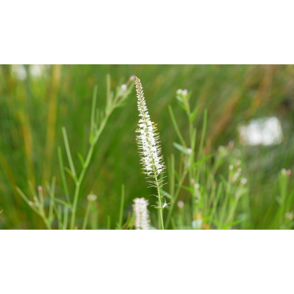 VERONICASTRUM virginicum 'Album'