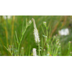 VERONICASTRUM virginicum 'Album'