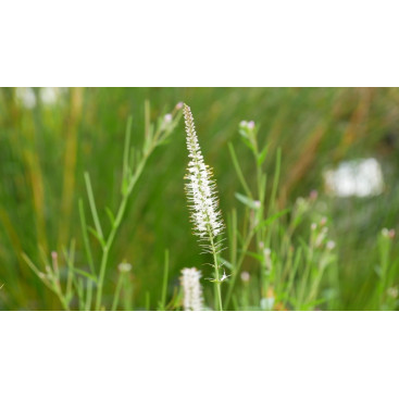 VERONICASTRUM virginicum \'Album\'