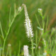 VERONICASTRUM virginicum 'Album'