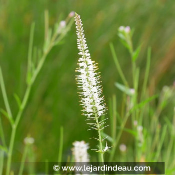 VERONICASTRUM virginicum &#039;Album&#039;