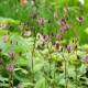 TRICYRTIS macropoda