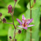 TRICYRTIS macropoda