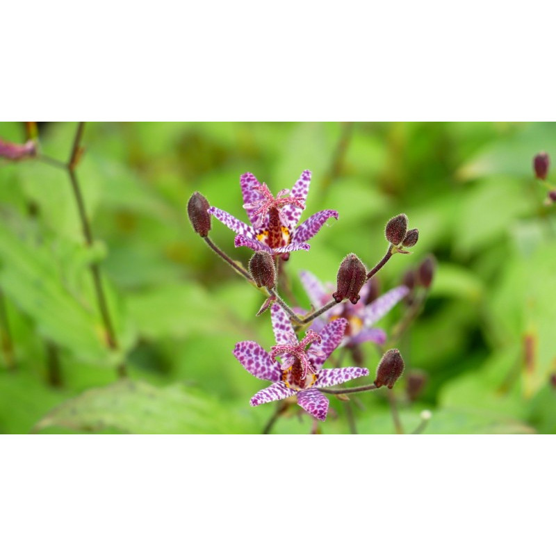 TRICYRTIS macropoda