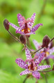TRICYRTIS macropoda