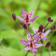 TRICYRTIS macropoda