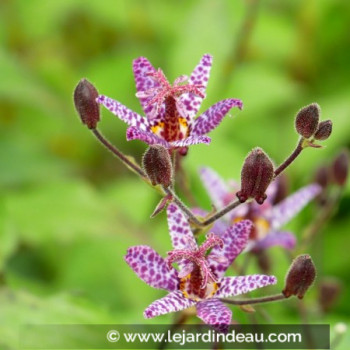 TRICYRTIS macropoda