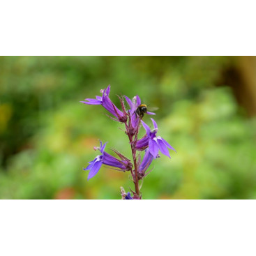 LOBELIA x gerardii \'Vedrariensis\'