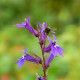 LOBELIA x gerardii 'Vedrariensis'