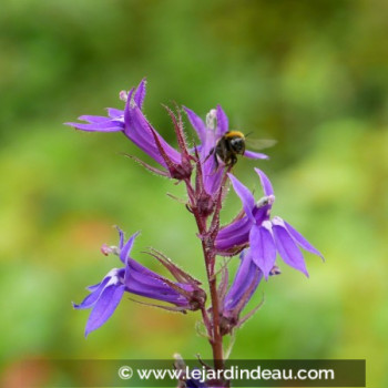 LOBELIA x gerardii &#039;Vedrariensis&#039;