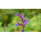 LOBELIA x gerardii 'Vedrariensis'