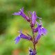 LOBELIA x gerardii 'Vedrariensis'