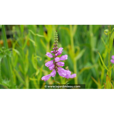 PHYSOSTEGIA virginiana var. speciosa \'Bouquet Rose\'