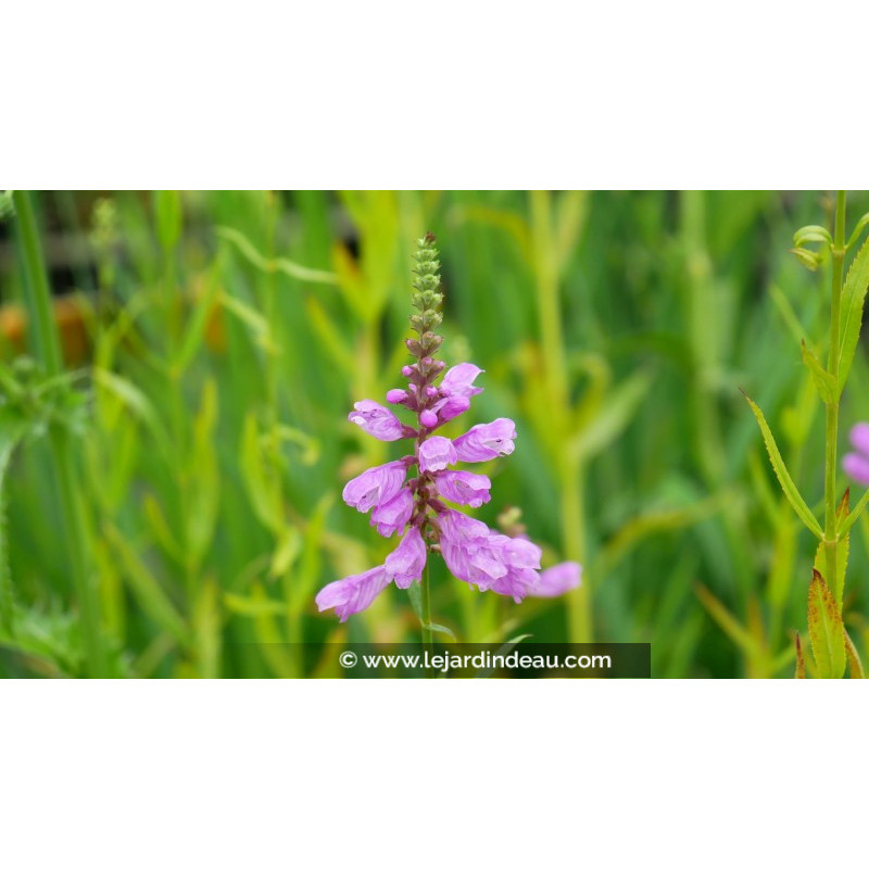 PHYSOSTEGIA virginiana var. speciosa 'Bouquet Rose'
