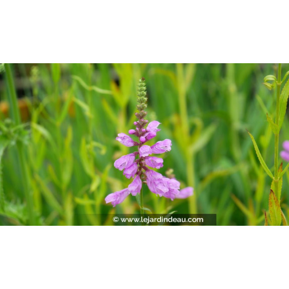 PHYSOSTEGIA virginiana var. speciosa 'Bouquet Rose'