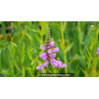 PHYSOSTEGIA virginiana var. speciosa 'Bouquet Rose'