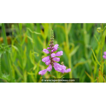 PHYSOSTEGIA virginiana var. speciosa \'Bouquet Rose\'