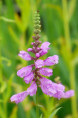 PHYSOSTEGIA virginiana var. speciosa 'Bouquet Rose'