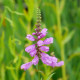 PHYSOSTEGIA virginiana var. speciosa 'Bouquet Rose'