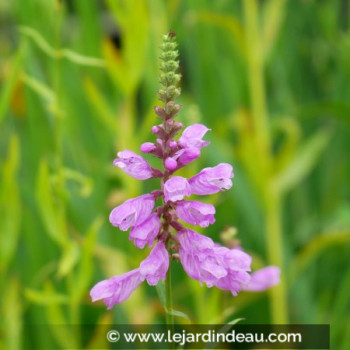 PHYSOSTEGIA virginiana var. speciosa &#039;Bouquet Rose&#039;