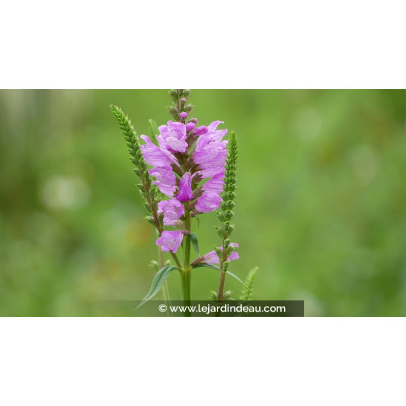 PHYSOSTEGIA virginiana var. speciosa 'Bouquet Rose'