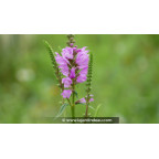 PHYSOSTEGIA virginiana var. speciosa 'Bouquet Rose'