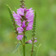 PHYSOSTEGIA virginiana var. speciosa 'Bouquet Rose'