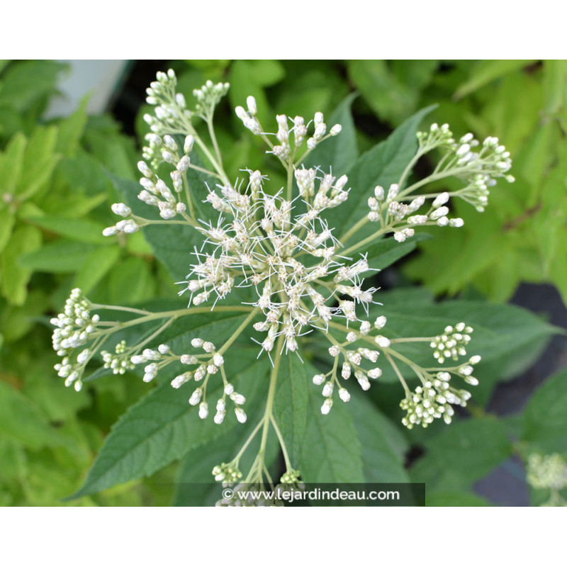 EUPATORIUM maculatum 'Album'