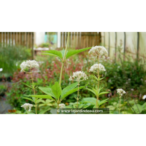 EUPATORIUM maculatum 'Album'