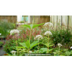 EUPATORIUM maculatum 'Album'