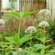 EUPATORIUM maculatum 'Album'