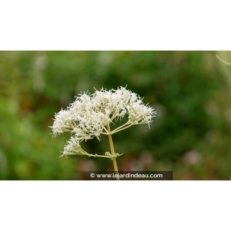 EUPATORIUM maculatum 'Album'